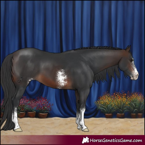 Horse Color:Brown Sabino 