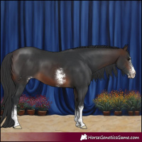 Horse Color:Brown Sabino 