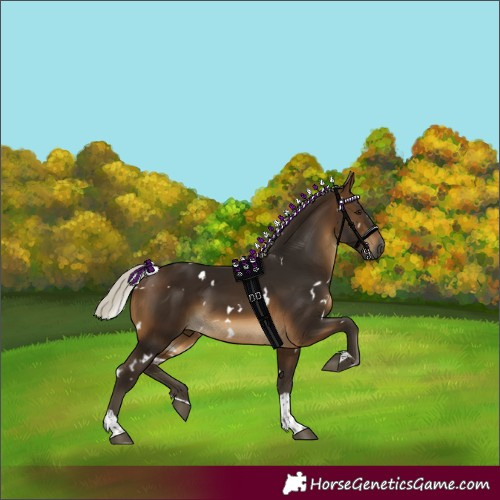 Horse Color:Gray White Spotted Silver Buckskin Tobiano 