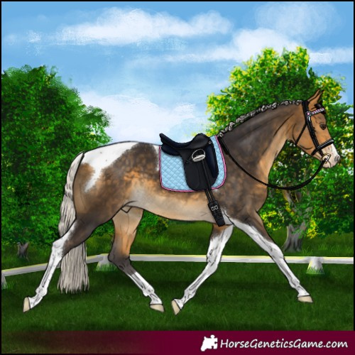 Horse Color:Silver Buckskin Tobiano Appaloosa