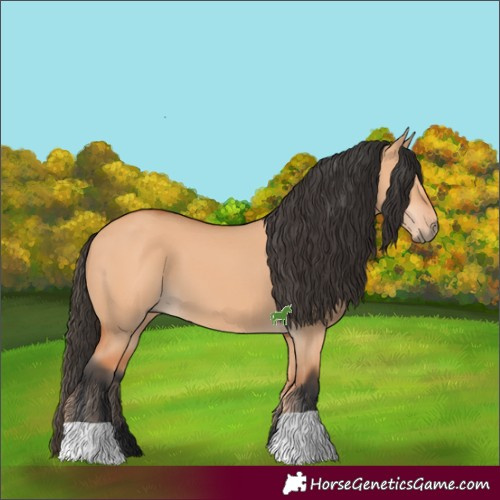 Horse Color:Bay Dun 