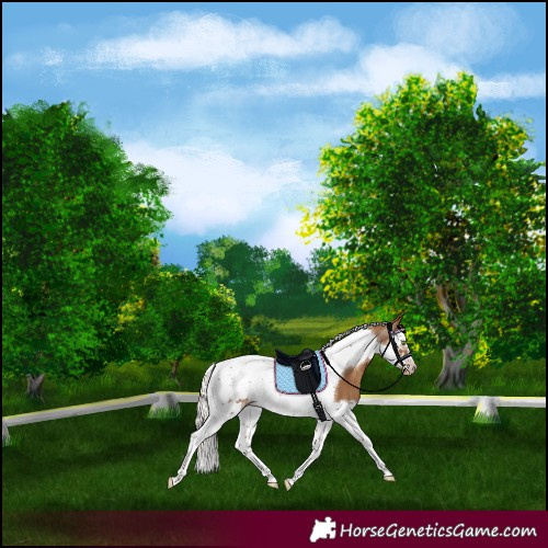 Horse Color:Gray Silver Classic Champagne Splash Tobiano Frame Rabicano 