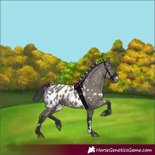 Horse Color:White Spotted Grullo Appaloosa Brindle 