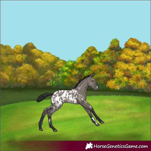 Horse Color:White Spotted Grullo Appaloosa Brindle 