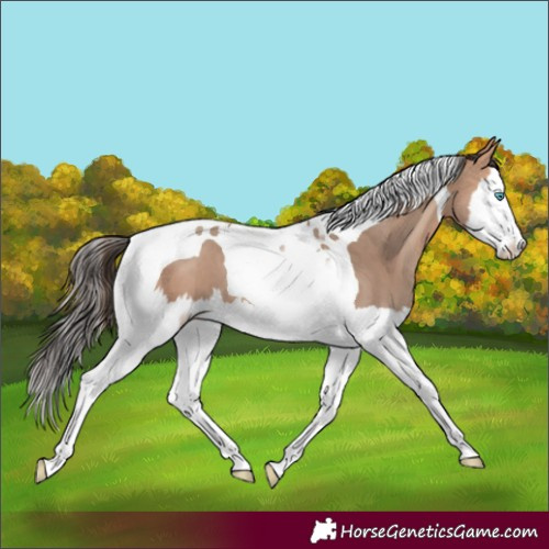 Horse Color:Amber Champagne Splash Tobiano 