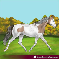 Horse Color:Amber Champagne Splash Tobiano