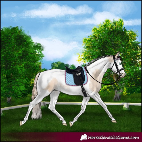 Horse Color:Smoky Blue Roan Pearl Splash Tobiano Appaloosa 