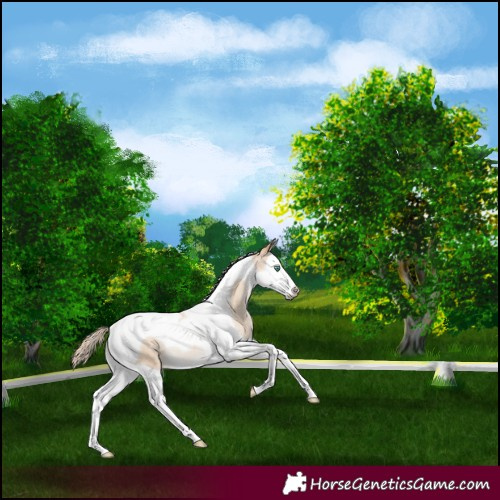 Horse Color:Smoky Blue Roan Pearl Splash Tobiano Appaloosa 