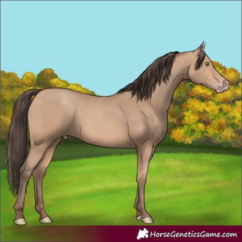 Horse Color:Amber Champagne 
