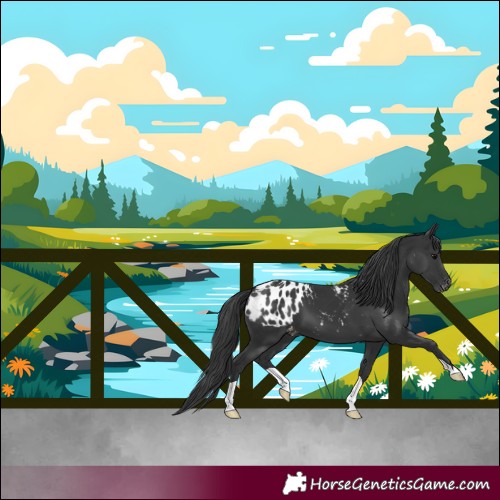 Horse Color:Black Appaloosa 