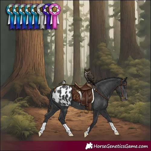 Horse Color:Black Blanket