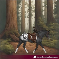 Horse Color:Black Appaloosa 