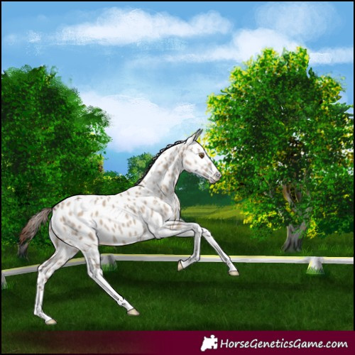 Horse Color:Classic Champagne Dun Tobiano Appaloosa Rabicano 