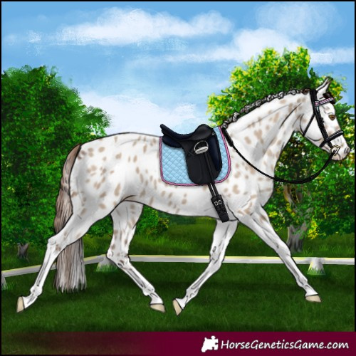Horse Color:Classic Champagne Dun Tobiano Appaloosa Rabicano 