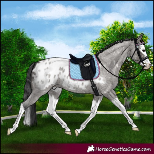 Horse Color:Grullo Roan Splash Blanket