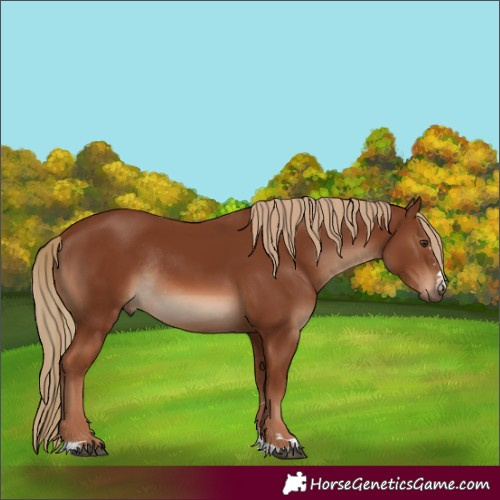 Horse Color:Chestnut Rabicano 