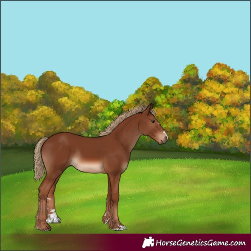 Horse Color:Chestnut Rabicano 