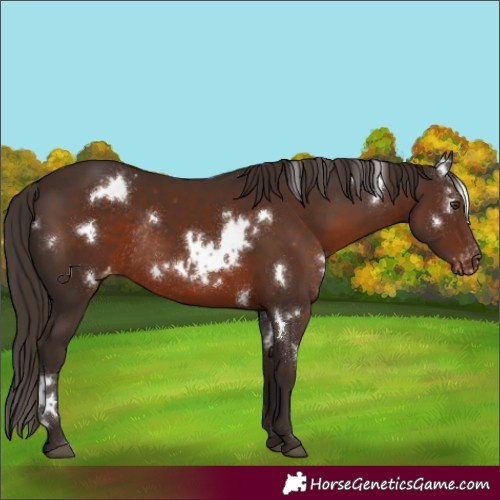 Horse Color:White Spotted Liver Chestnut Appaloosa Rabicano