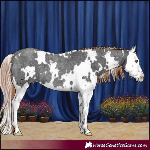 Horse Color:White Spotted Liver Red Roan Splash