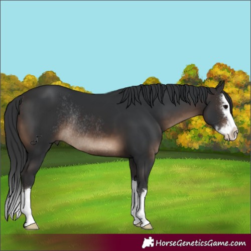 Horse Color:Brown Sabino Splash Rabicano