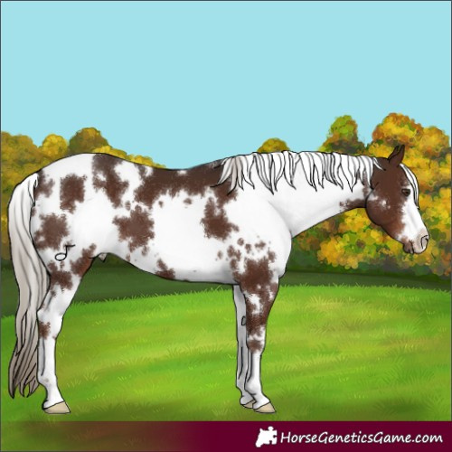 Horse Color:White Spotted Liver Chestnut