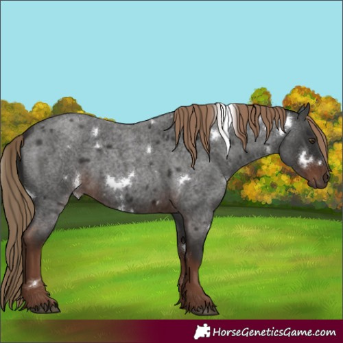 Horse Color:White Spotted Liver Red Roan