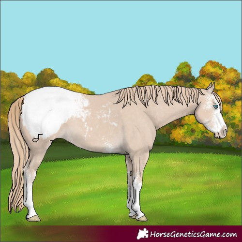 Horse Color:Smoky Creme Sabino Snowcap 