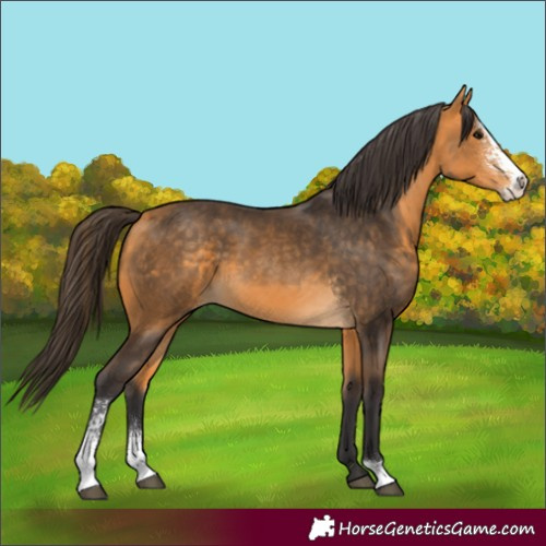 Horse Color:Buckskin Sabino