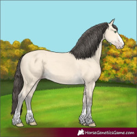 Horse Color:Amber Cream Champagne