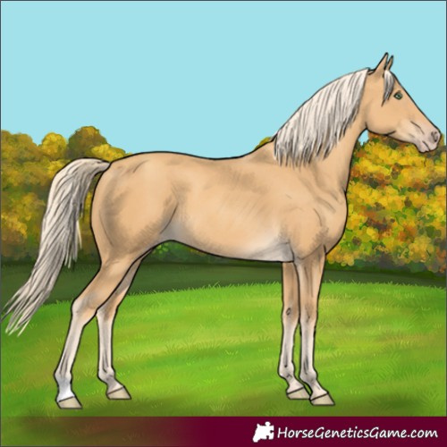 Horse Color:Gold Cream Champagne 