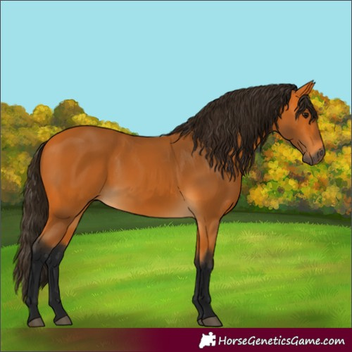 Horse Color:Gray Buckskin 