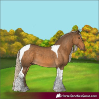 Horse Color:Chocolate Palomino Tobiano 