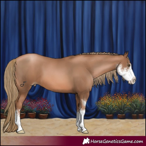 Horse Color:Liver Chestnut Pearl Sabino 