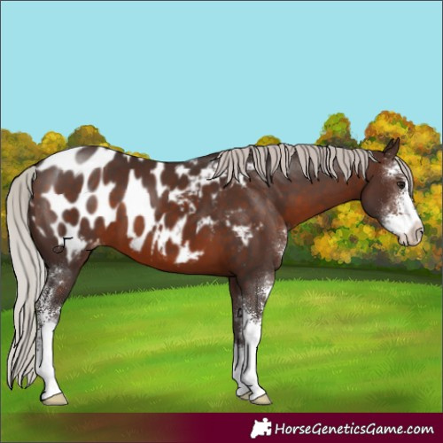 Horse Color:Silver Brown Sabino Appaloosa