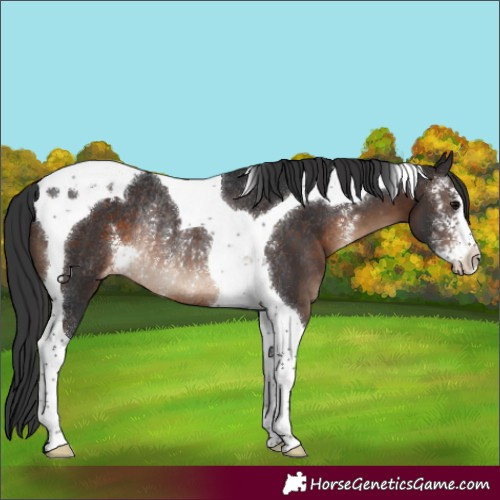Horse Color:Brown Sabino Tobiano Appaloosa Rabicano