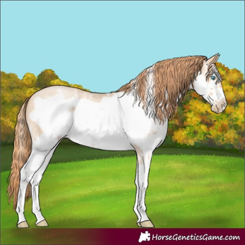 Horse Color:Buckskin Pearl Sabino Frame 