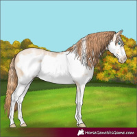 Horse Color:Buckskin Pearl Sabino Frame