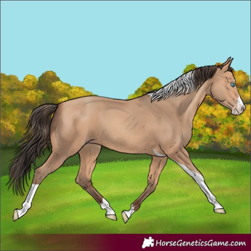 Horse Color:Amber Champagne Splash Tobiano