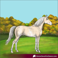 Horse Color:White Spotted Gold Cream Champagne