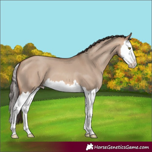Horse Color:Amber Champagne Dun Splash 