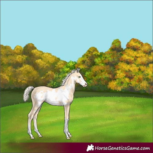 Horse Color:Gold Cream Champagne Frame 