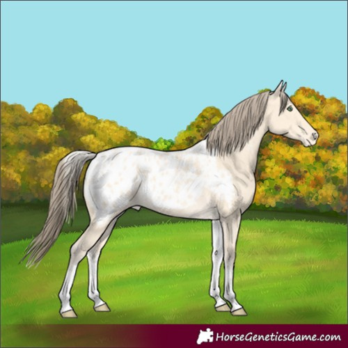 Horse Color:White Spotted Amber Cream Champagne Tobiano Appaloosa