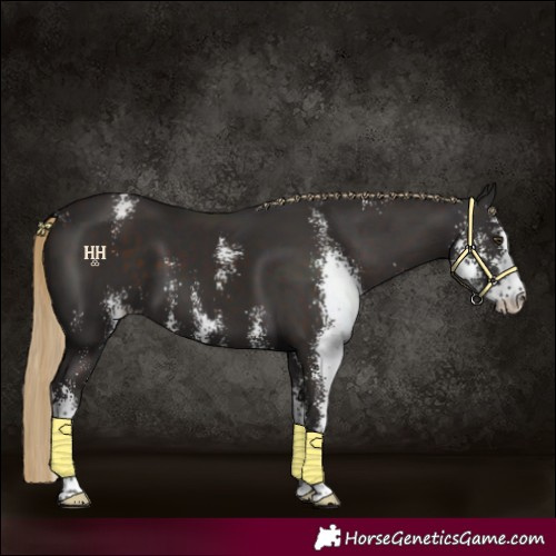 Horse Color:Liver Chestnut Sabino
