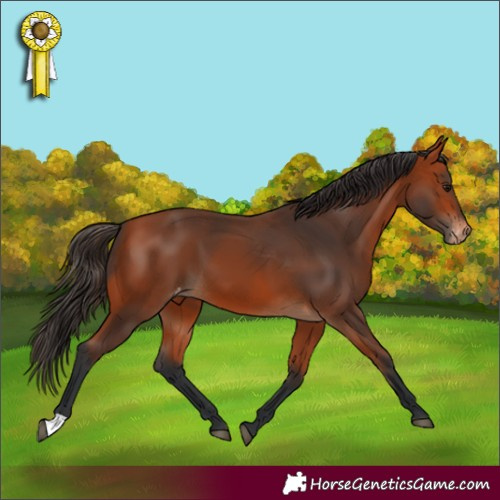 Horse Color:Bay Appaloosa