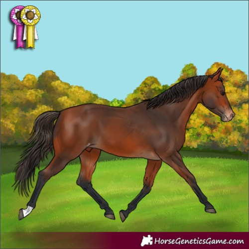 Horse Color:Bay Varnish 