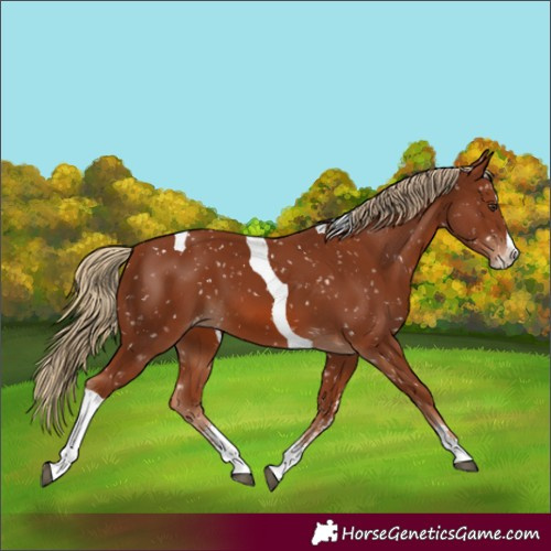Horse Color:Chestnut Sabino Splash Tobiano Appaloosa