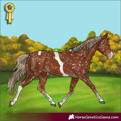 Horse Color:Chestnut Sabino Splash Tobiano Appaloosa 