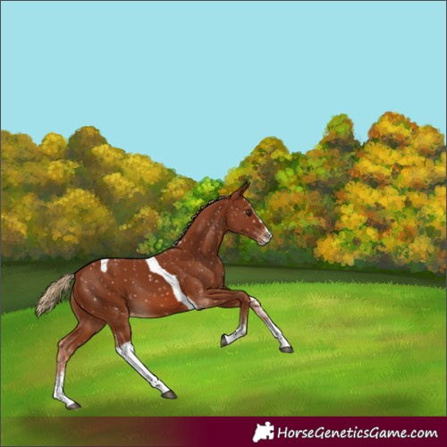 Horse Color:Chestnut Sabino Splash Tobiano Appaloosa 