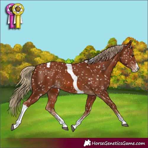 Horse Color:Chestnut Sabino Splash Tobiano Snowflake Varnish