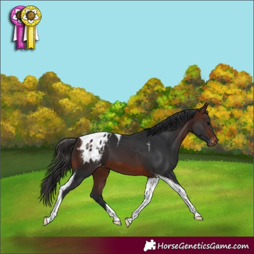 Horse Color:Brown Tobiano Blanket 